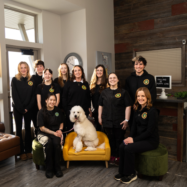 <b>Emerald Paw</b><br>
At The Emerald Paw, dogs are not seen as units of capacity, but as beating hearts with individual needs.